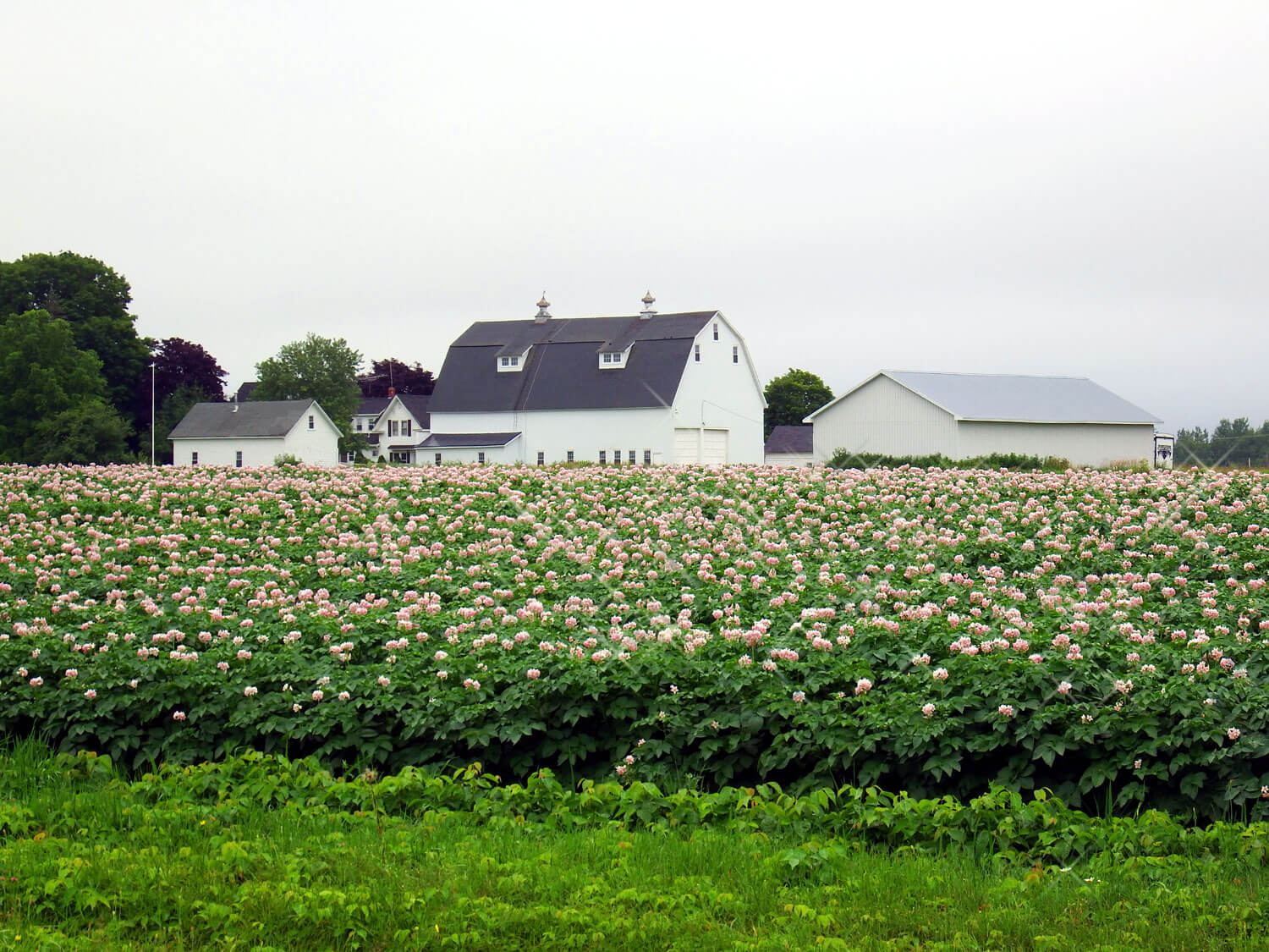 maine barn farm property